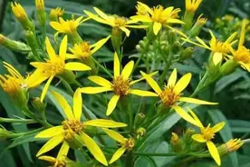 小小一野花，老人称为“明目花”，现在正当时，晒干泡茶好处多图片