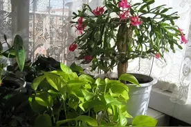 “毒花”进家门，花旺人不旺，5种小毒花，早些搬出去养图片