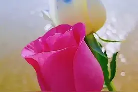 不是别人不及你，而是别人不是你，我心里只有你，我今生只爱你图片