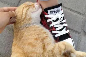 流浪猫用身子“蹭你”，想要表达什么，你知道吗？图片