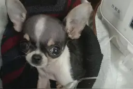 狗狗发烧的症状和治疗图片