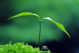 利用漏洞提权图片