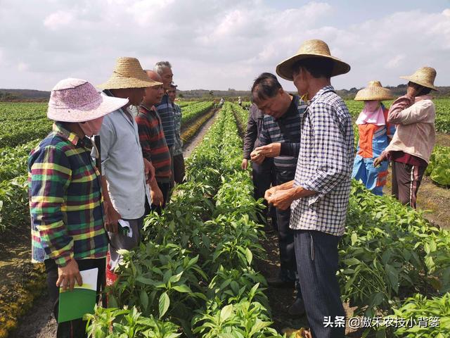 怎么快速诊断作物是否缺氮、缺磷、缺钾？农民只需记住三句顺口溜