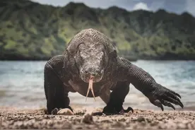 尾巴能抽死野猪，29秒生吞一只活鹿，颠覆你认知的巨蜥到底有多强图片