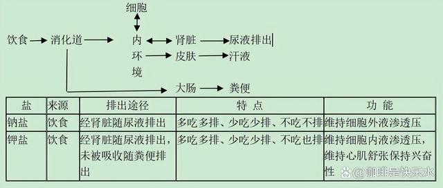 高中生物-人体内环境稳态的生理意义及调节