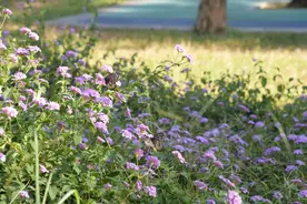 60岁以后，真正活明白的老人，是不会再跟老伴吵架拌嘴的图片