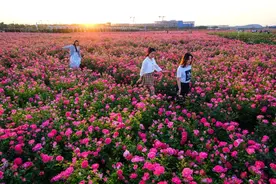 这里，百万株月季开了！图片