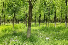 镇政府作出的《信访事项处理意见书》被法院判决撤销图片