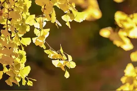 心如花木，向阳而生！写给北科大学子的一封信！图片