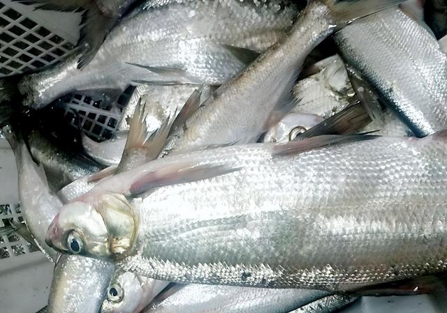 钓翘嘴不会诱鱼?4个"诀窍"你记牢,让你体验连竿到爆护的快感