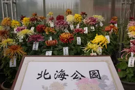 北海赏菊正当时！1万5千盆菊花亮相北京市第43届菊花（市花）展——图片