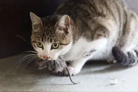 老祖宗的智慧：这7种特点的猫，家里不能养！图片