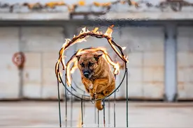 就是这么酷！一起围观军犬的训练日常图片