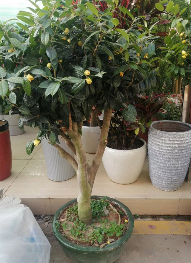 树都有什么品种,特别美丽的8个榕树品种,养在花盆里,长成小森林 - 冷