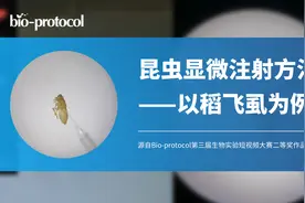 【视频大赛优秀作品】昆虫显微注射方法图片