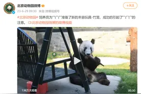 北京动物园：竹笼新玩具成功引起了“丫丫”注意图片
