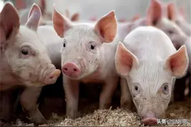 江西第一的“养猪大王”，坐拥150多家猪场，靠猪年收入超866亿图片