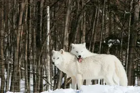 偌大的狼群，只有狼王夫妇才有交配权，其他成员进入发情期怎么办图片