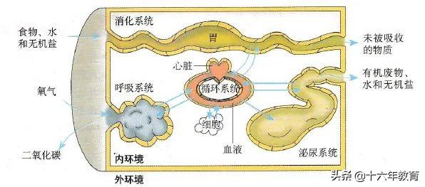 高中生物重要生化知识图解记忆（建议收藏）