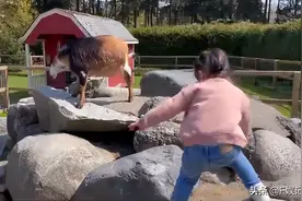 谢婷婷带女儿去农场亲近大自然 女儿很活泼与各种动物相处图片