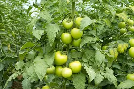农业种植用好三样调节剂，作物不但长得好，还能显著增加产量图片