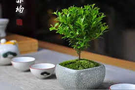 一年四季常绿，不需要晒太阳，有水就能存活图片