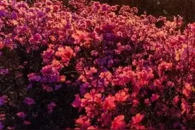 内蒙古赏花季——通辽市图片