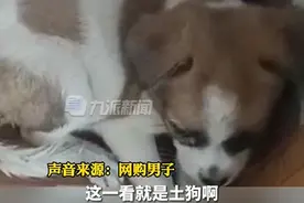 男子223元网购哈士奇收到土狗 客服：是混血杂交，别和纯种比图片