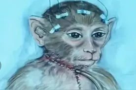 这只花费了7000万换头的猴子，有没有健康地活下来图片