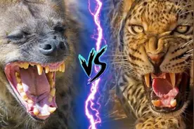 花豹vs鬣狗，当猫科老四遇到掏肛大师，究竟谁才是非洲二哥呢？图片