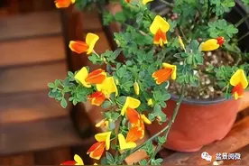 当作柴禾的金雀，最适宜提根观花，了解这4点，能养成老桩盆景图片