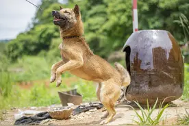 宠物奇闻：女主人下班路上遭袭击，大黄狗听到呼救拼死救援图片