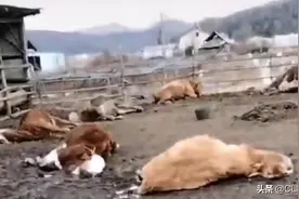 村民20多头牛“离奇”死亡，吃的还是自家玉米秸秆，究竟是为何？图片