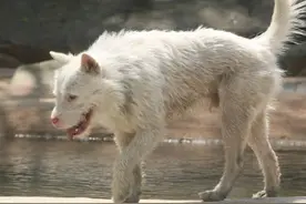 中华名猎“白龙犬”，一条单挑一只野猪，几乎无人敢养，濒临灭绝图片