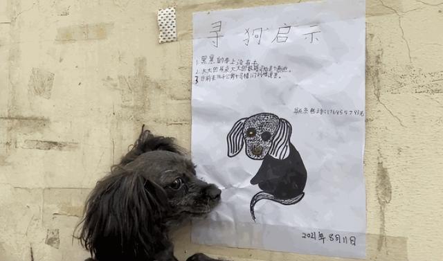 狗狗丢了怎么办？学会这6招，让狗狗“重返家园”