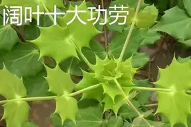 功劳写在名字里——十大功劳图片