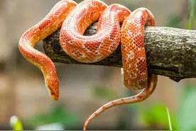 9种美丽的蛇图片