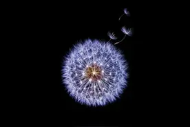 高大上的全黑背景是这样拍出来的，你也能做到图片