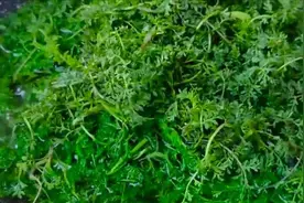 被农民痛恨的“野草”，全身都是宝，4月遍地是，不懂吃真可惜图片