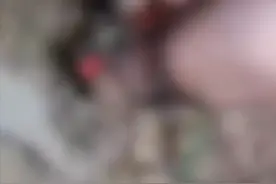 官方通报“成都4名初中生组团虐猫”：对涉事学生批评教育，停课反省，并进行心理辅导、行为干预图片