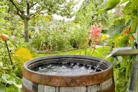 雨水养花和自来水养花的优缺点对比，除了省钱，雨水养花好处很多图片