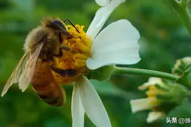 诱入蜂王的八大方法！直接间接都有，收藏起来，新手变老手图片