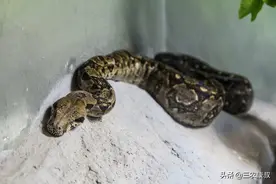 农村家里有蛇进屋，这是什么情况？好事还是坏事？一起来看看吧图片