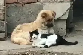 邻居家的猫和我家的狗图片