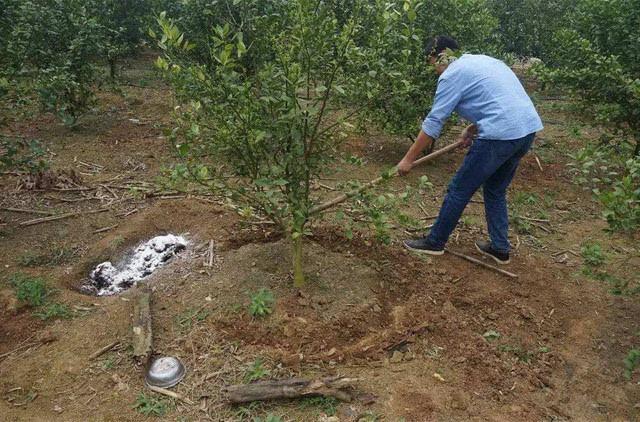 柑橘施肥不到位，今年产量高不了！专家强调的5个细节，太关键