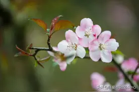 100句绝美春日诗词，温柔又浪漫，最适合春天分享到朋友圈图片