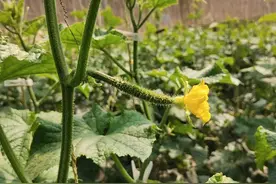 尿素+红糖+磷酸二氢钾的叶面肥使用方法，防病虫害，产量提高30%图片