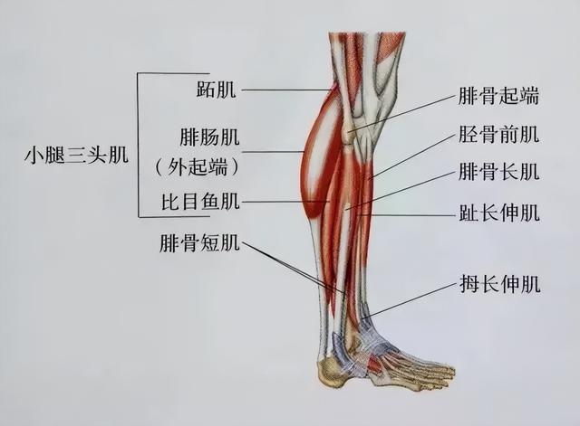 运动&健身后,如何有效拉伸小腿肌肉?