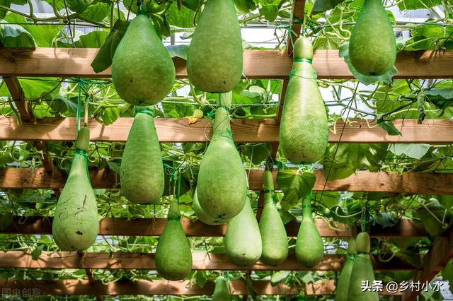 蔬菜生病只会喷农药？用这水浇一浇，蔬菜病害少，叶片油绿长势旺