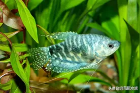 对新人极其友好，盘点八种养不死的观赏鱼图片